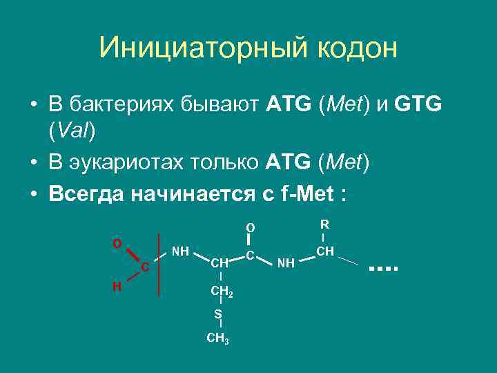 Инициаторный кодон • В бактериях бывают ATG (Met) и GTG (Val) • В эукариотах