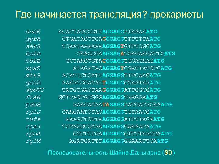 Где начинается трансляция? прокариоты dna. N gyr. A ser. S bof. A csf. B