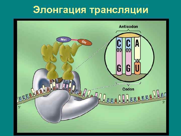 Элонгация трансляции 