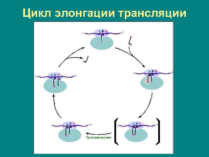 Цикл элонгации трансляции 