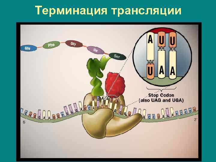 Терминация трансляции 