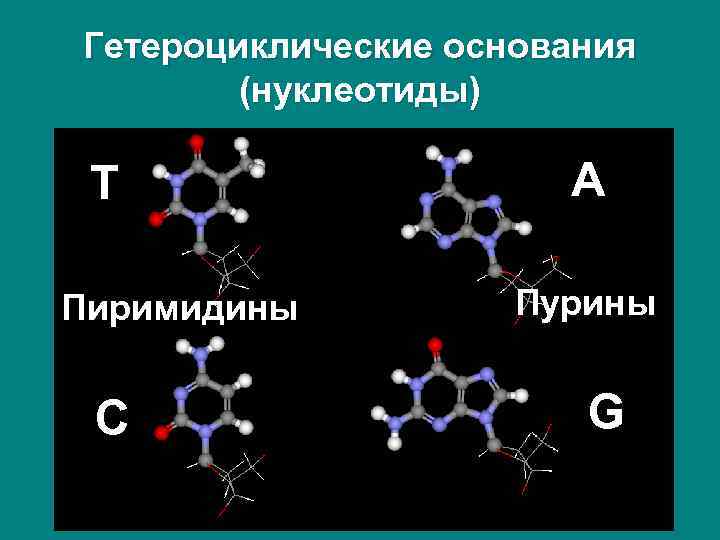 Гетероциклические основания (нуклеотиды) T Пиримидины C A Пурины G 