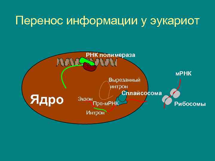 Перенос информации у эукариот РНК полимераза м. РНК Вырезанный интрон Ядро Экзон Сплайсосома Пре-м.