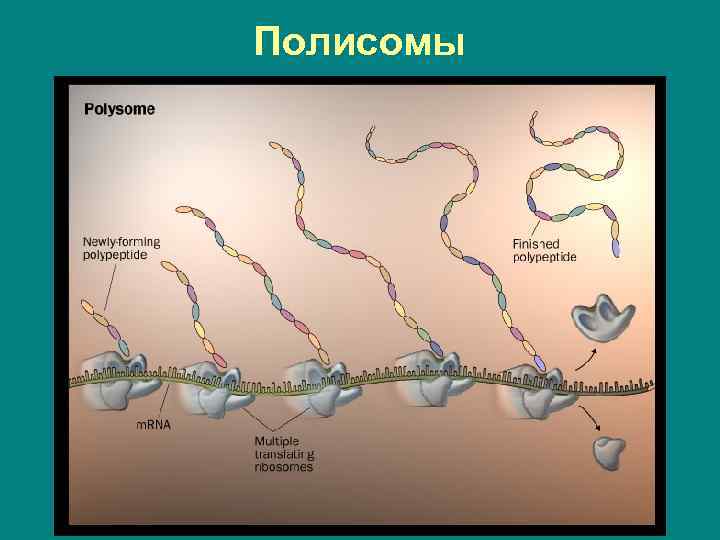 Полисомы 