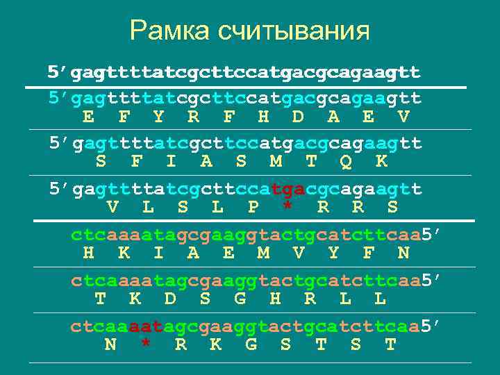 Рамка считывания 5’gagttttatcgcttccatgacgcagaagtt E F Y R F H D A E V 5’gagttttatcgcttccatgacgcagaagtt