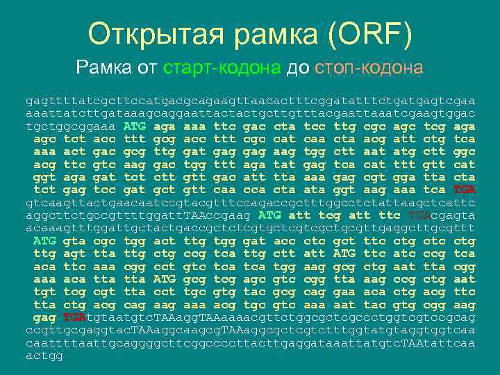 Открытая рамка (ORF) Рамка от старт-кодона до стоп-кодона gagttttatcgcttccatgacgcagaagttaacactttcggatatttctgatgagtcgaa aaattatcttgataaagcaggaattactactgcttgtttacgaattaaatcgaagtggac tgctggcggaaa ATG aga aaa