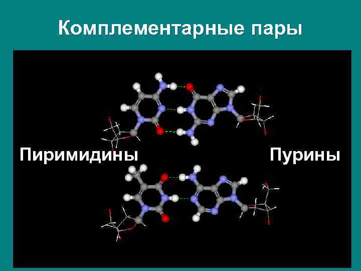 Комплементарные пары Пиримидины Пурины 