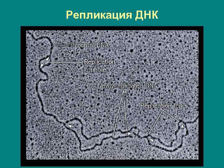 Репликация ДНК 