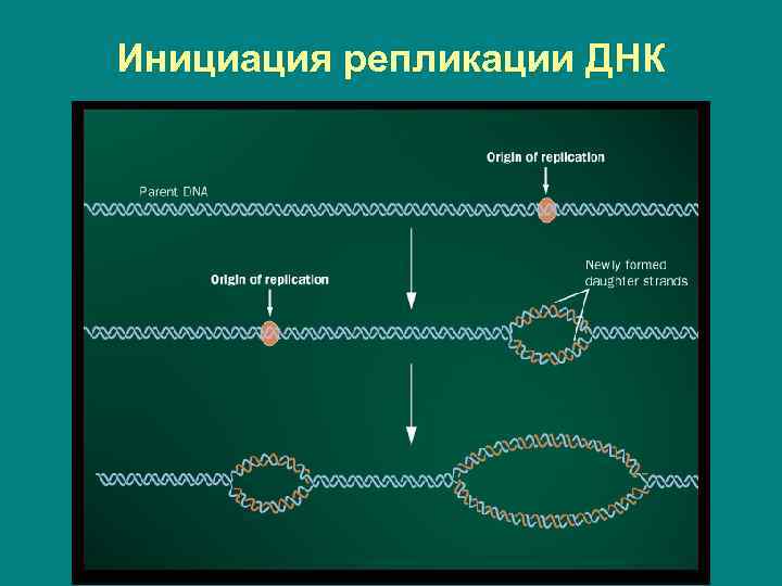 Инициация репликации ДНК 