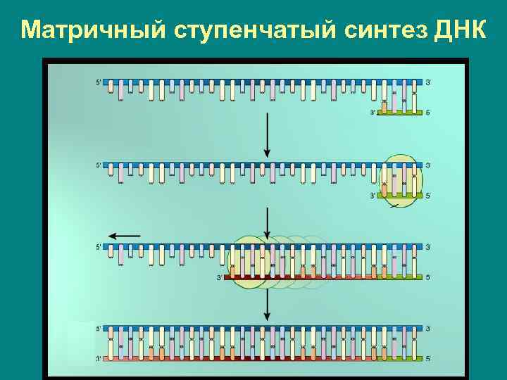 Матричный ступенчатый синтез ДНК 