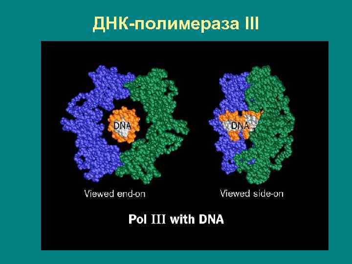 ДНК-полимераза III 