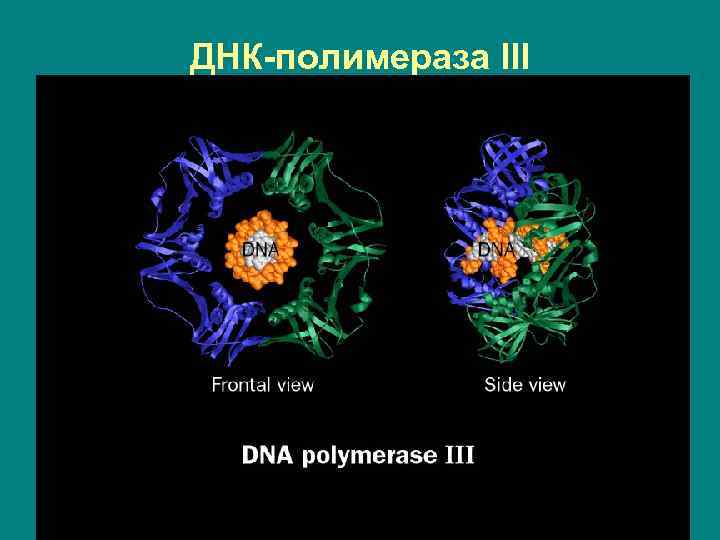 ДНК-полимераза III 