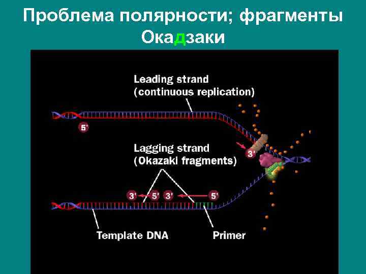 Проблема полярности; фрагменты Окадзаки 