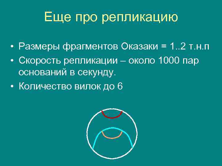 Еще про репликацию • Размеры фрагментов Оказаки = 1. . 2 т. н. п