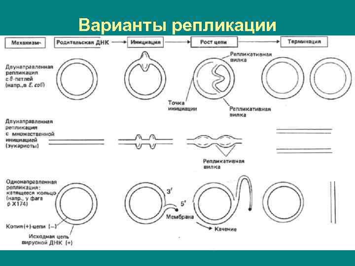 Варианты репликации 