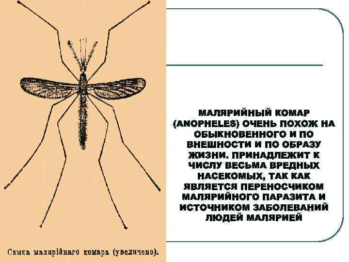 Сколько живут комары обыкновенные. Комар Пискун и малярийный комар отличия. Комар малярийный классификация Anopheles. Внешнее строение малярийного комара. Как отличить обыкновенного комара от малярийного.