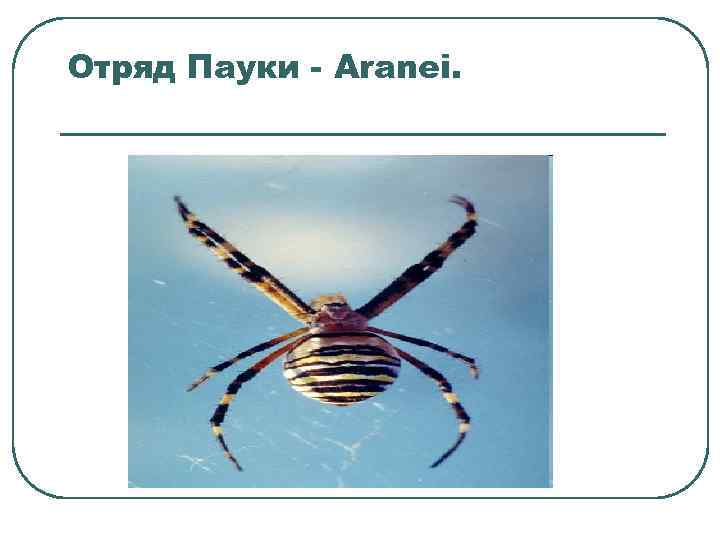 Отряд Пауки - Aranei. 