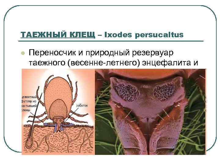 ТАЕЖНЫЙ КЛЕЩ – Ixodes persucaltus l Переносчик и природный резервуар таежного (весенне летнего) энцефалита