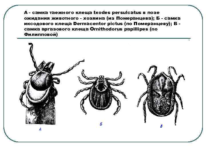 А - самка таежного клеща Ixodes persulcatus в позе ожидания животного - хозяина (из