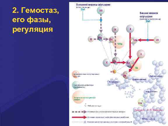 2. Гемостаз, его фазы, регуляция 