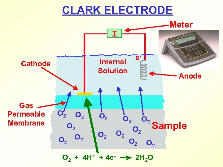 CLARK ELECTRODE Meter Internal Solution Cathode Gas Permeable Membrane e- O 2 O 2
