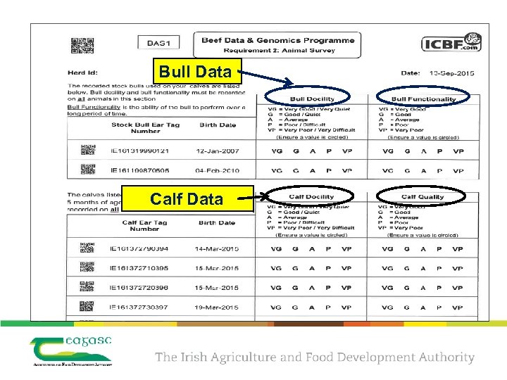 Bull Data Calf Data 