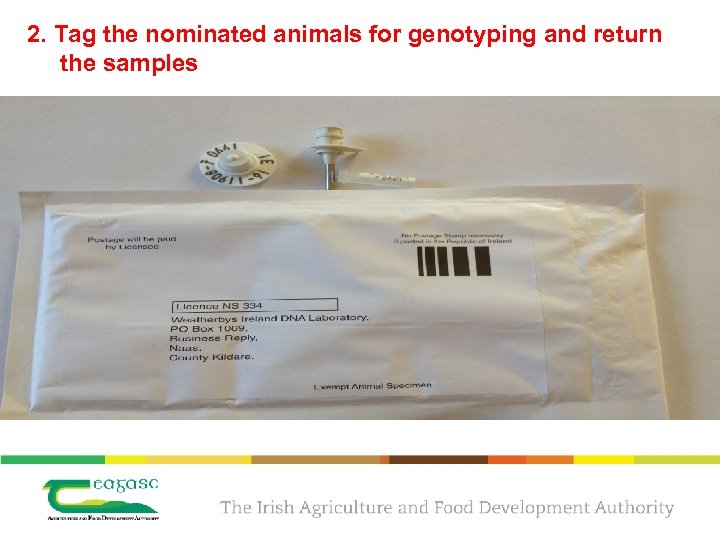 2. Tag the nominated animals for genotyping and return the samples 