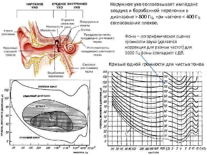 Наружное ухо согласовывает импеданс воздуха и барабанной перепонки в диапазоне > 800 Гц, при