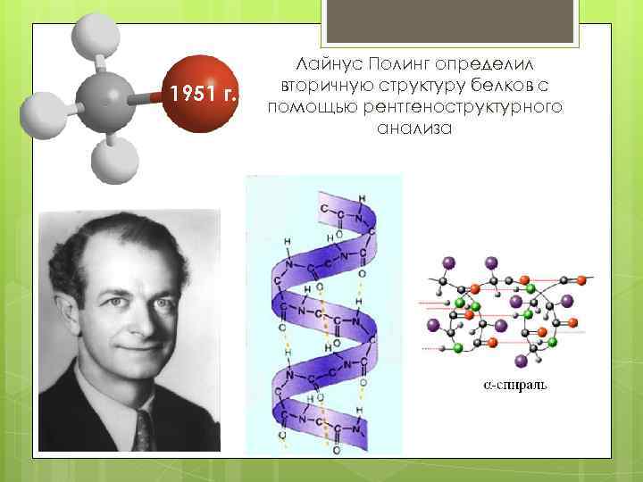 1951 г. Лайнус Полинг определил вторичную структуру белков с помощью рентгеноструктурного анализа 