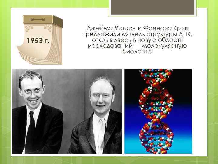 Дж крик. Открытие структуры ДНК Джеймсом Уотсоном и Фрэнсисом криком. Фрэнсис крик открытие ДНК. Модель ДНК Уотсона и крика.