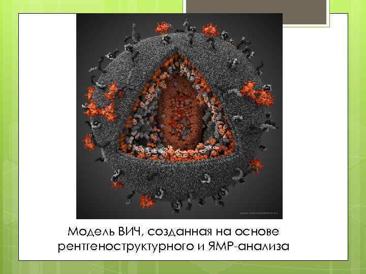 Модель ВИЧ, созданная на основе рентгеноструктурного и ЯМР-анализа 