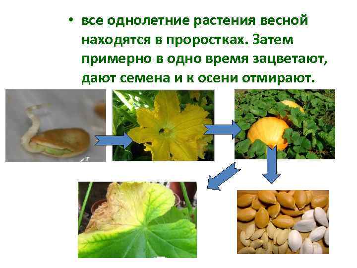  • все однолетние растения весной находятся в проростках. Затем примерно в одно время