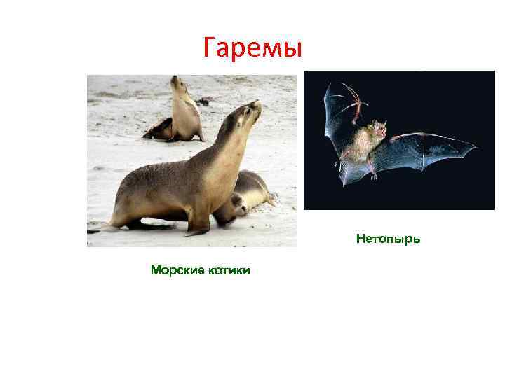 Гаремы Нетопырь Морские котики 