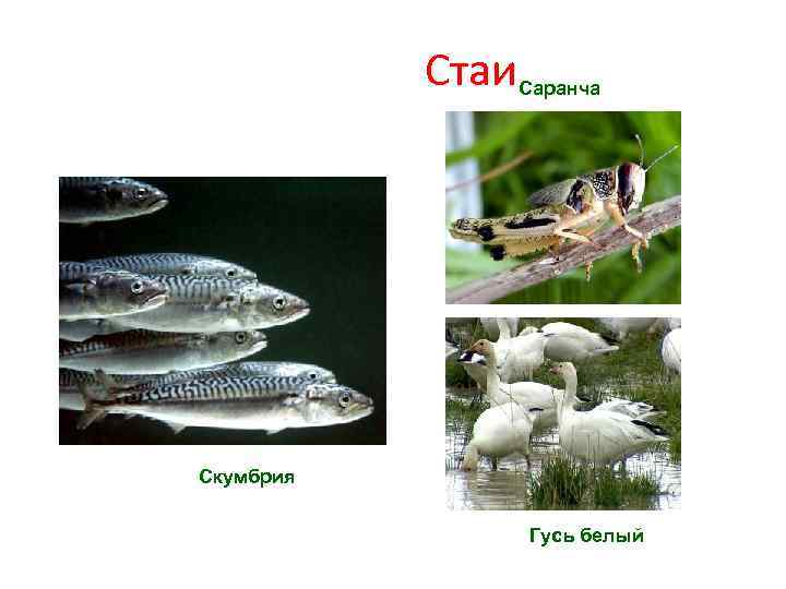Стаи. Саранча Скумбрия Гусь белый 