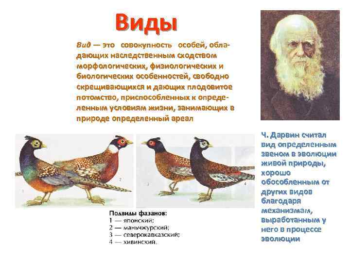 Виды Вид — это совокупность особей, обладающих наследственным сходством морфологических, физиологических и биологических особенностей,