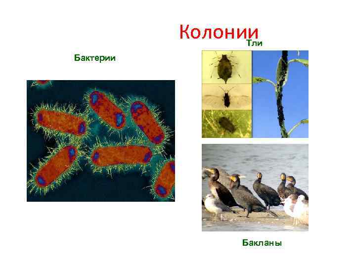 Колонии Тли Бактерии Бакланы 