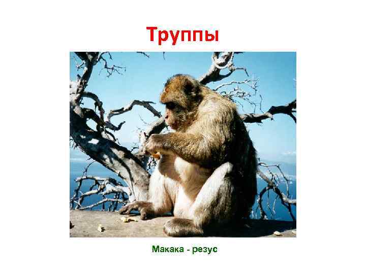 Труппы Макака - резус 
