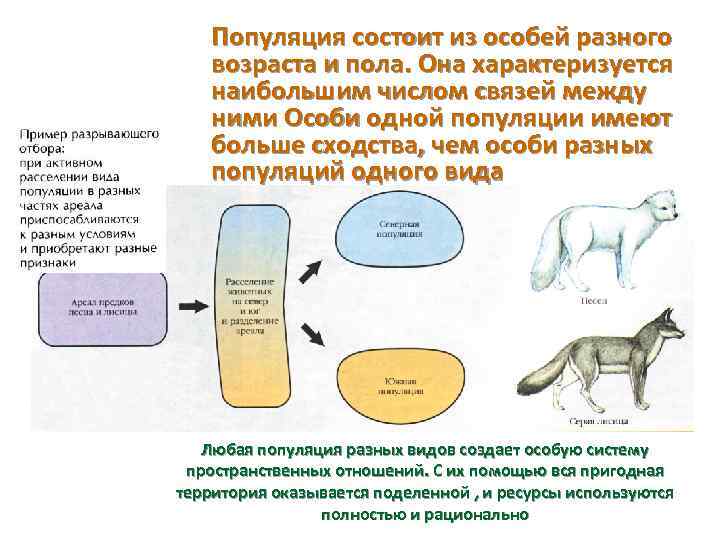 Взаимоотношения особей. Взаимоотношения особей одной популяции вида. Популяция состоит из. Разные популяции одного вида. Взаимоотношение между особями одной популяции.