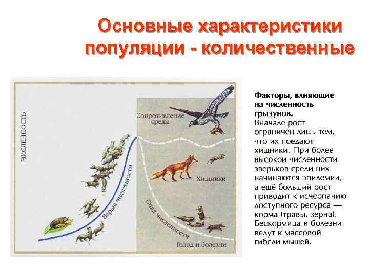 Основные характеристики популяции - количественные 