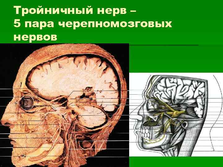 Тройничный нерв – 5 пара черепномозговых нервов 