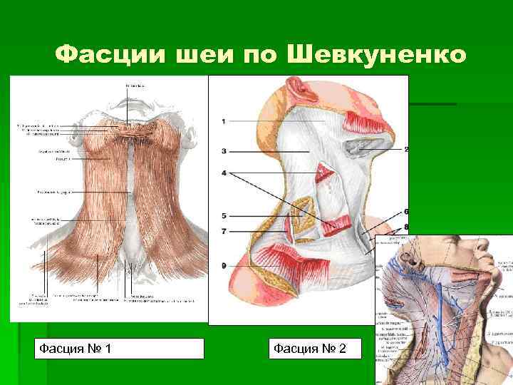 Фасции шеи по Шевкуненко Фасция № 1 Фасция № 2 