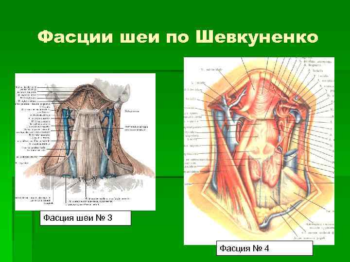 Фасции шеи по Шевкуненко Фасция шеи № 3 Фасция № 4 