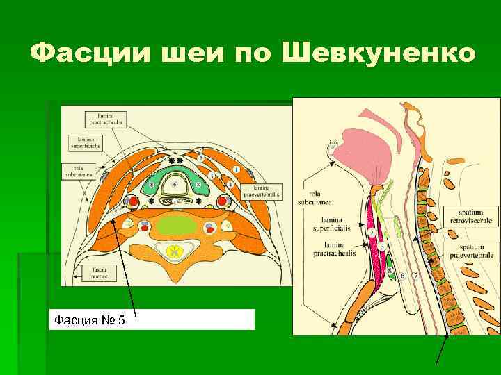 Фасции и клетчаточные пространства шеи схема