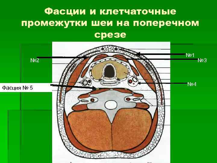 Фасции и клетчаточные промежутки шеи на поперечном срезе № 2 Фасция № 5 №