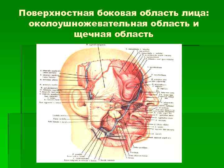 Поверхностная боковая область лица: околоушножевательная область и щечная область 