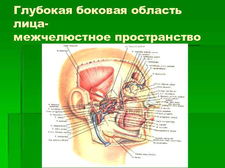 Глубокая боковая область лицамежчелюстное пространство 