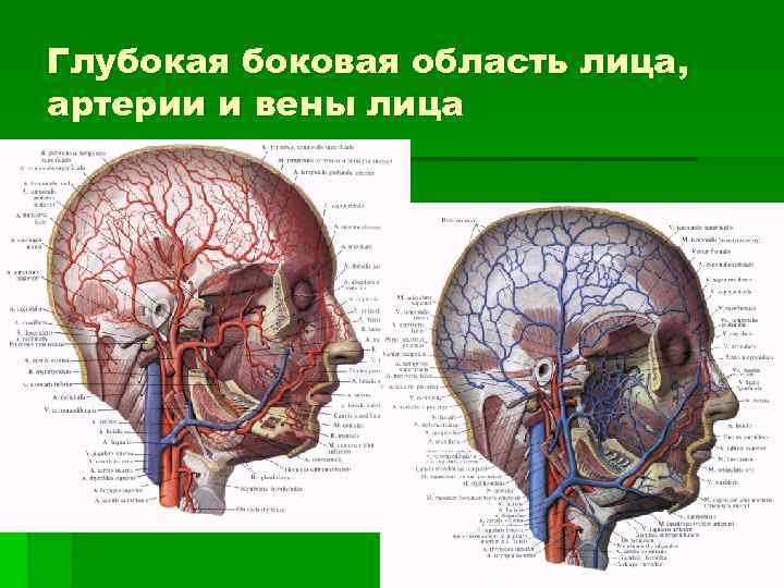Глубокая боковая область лица, артерии и вены лица 
