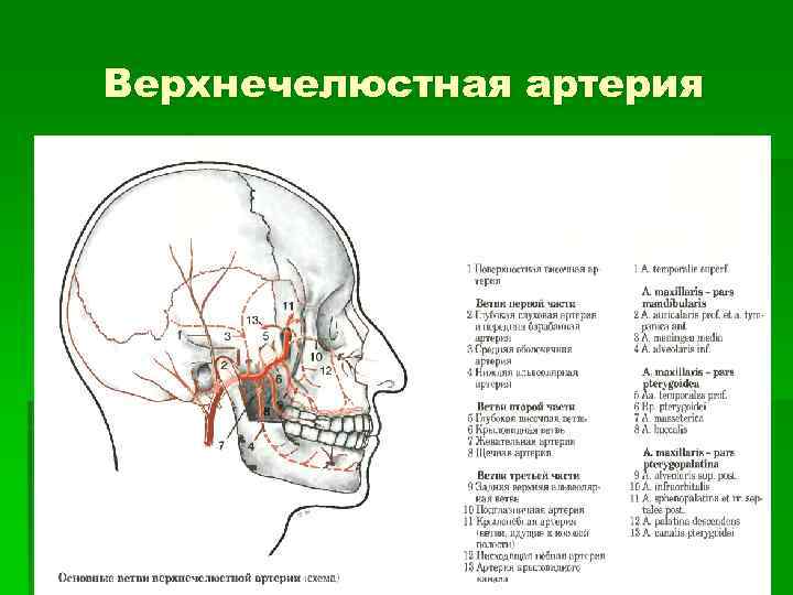 Верхнечелюстная артерия 