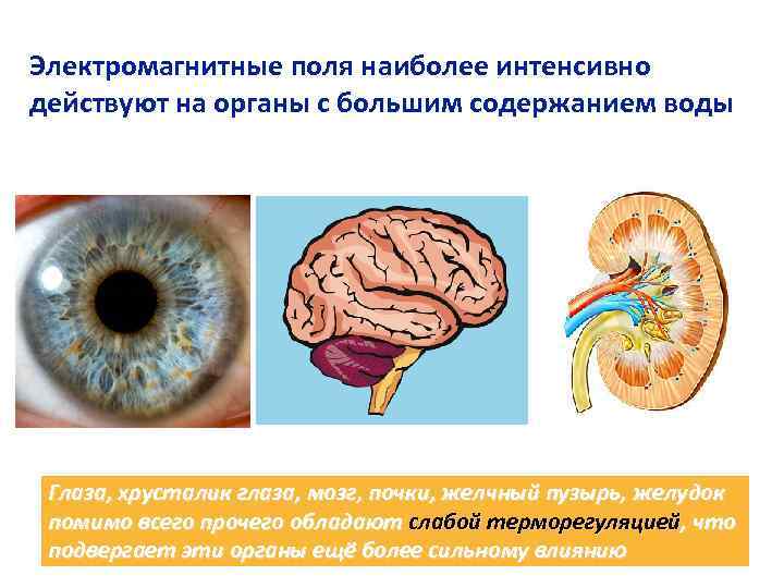 Электромагнитные поля наиболее интенсивно действуют на органы с большим содержанием воды Глаза, хрусталик глаза,