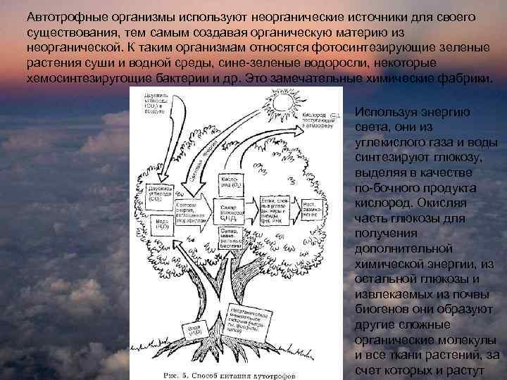 Автотрофные организмы используют неорганические источники для своего существования, тем самым создавая органическую материю из